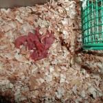 7 New born Syrian hamsters