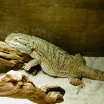 Adult Female Bearded Dragon Adult Female Bearded Dragon