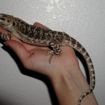 Young Bearded Dragon Young Bearded Dragon