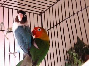 Lovebirds Lovebirds