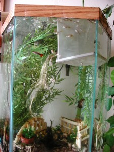 Breeder net in a tank