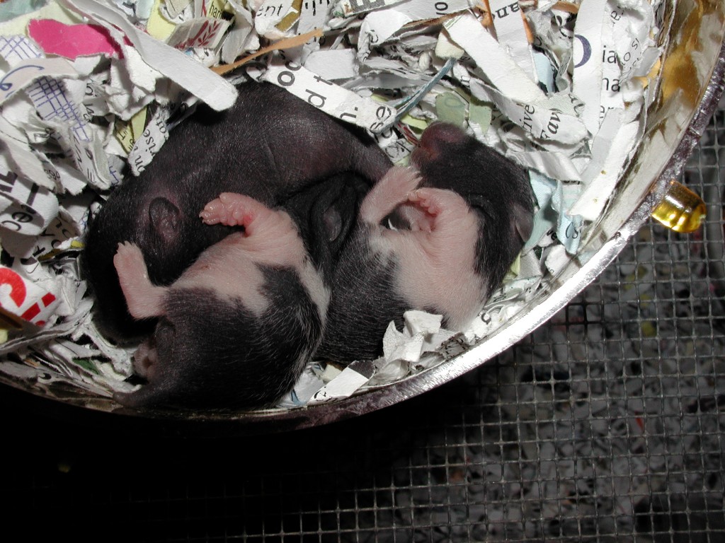 3 Baby Syrian hamsters 1-2 weeks old