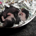 3 Baby Syrian hamsters 1-2 weeks old