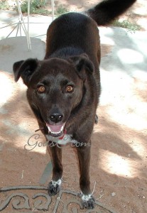 Name: Ernie Breed: Border Collie Mix