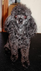 Name: Silky Breed: Poodle Name: Silky Breed: Poodle