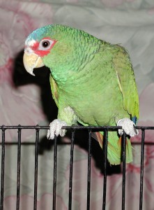 White fronted Amazon White fronted Amazon