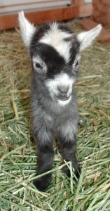 To view our Buck/Wether Goat Purchase Agreement click here To view our Buck/Wether Goat Purchase Agreement click here