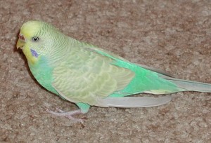 Parakeet Parakeet