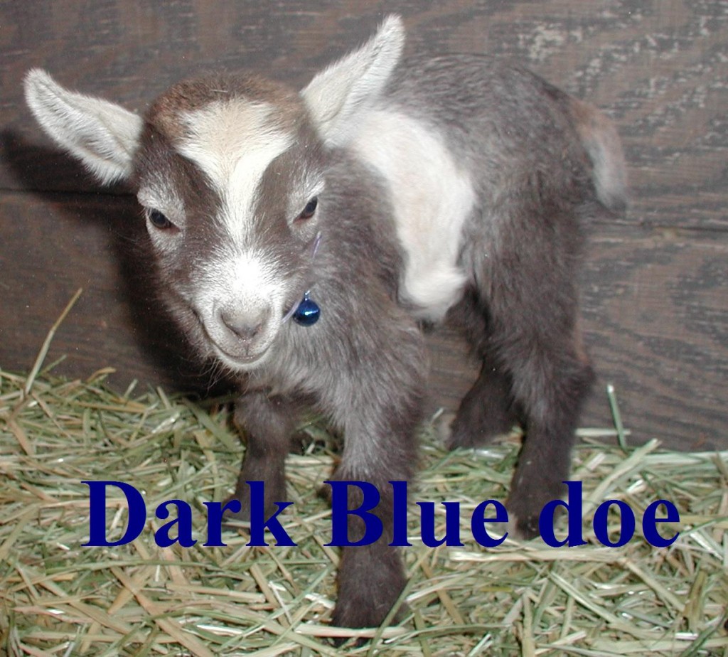Nala's kid 1st born