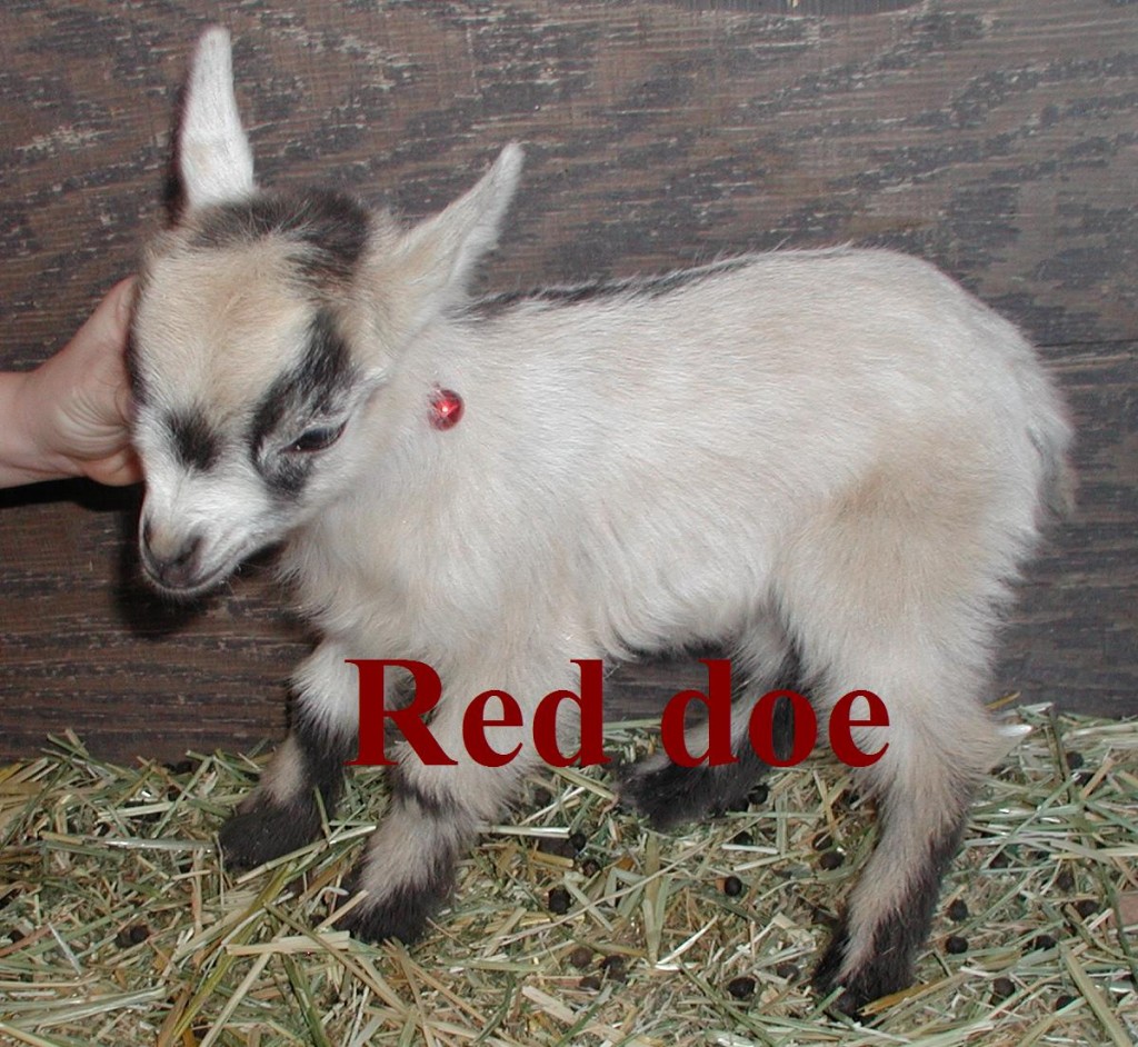 Nala's kid 2nd born