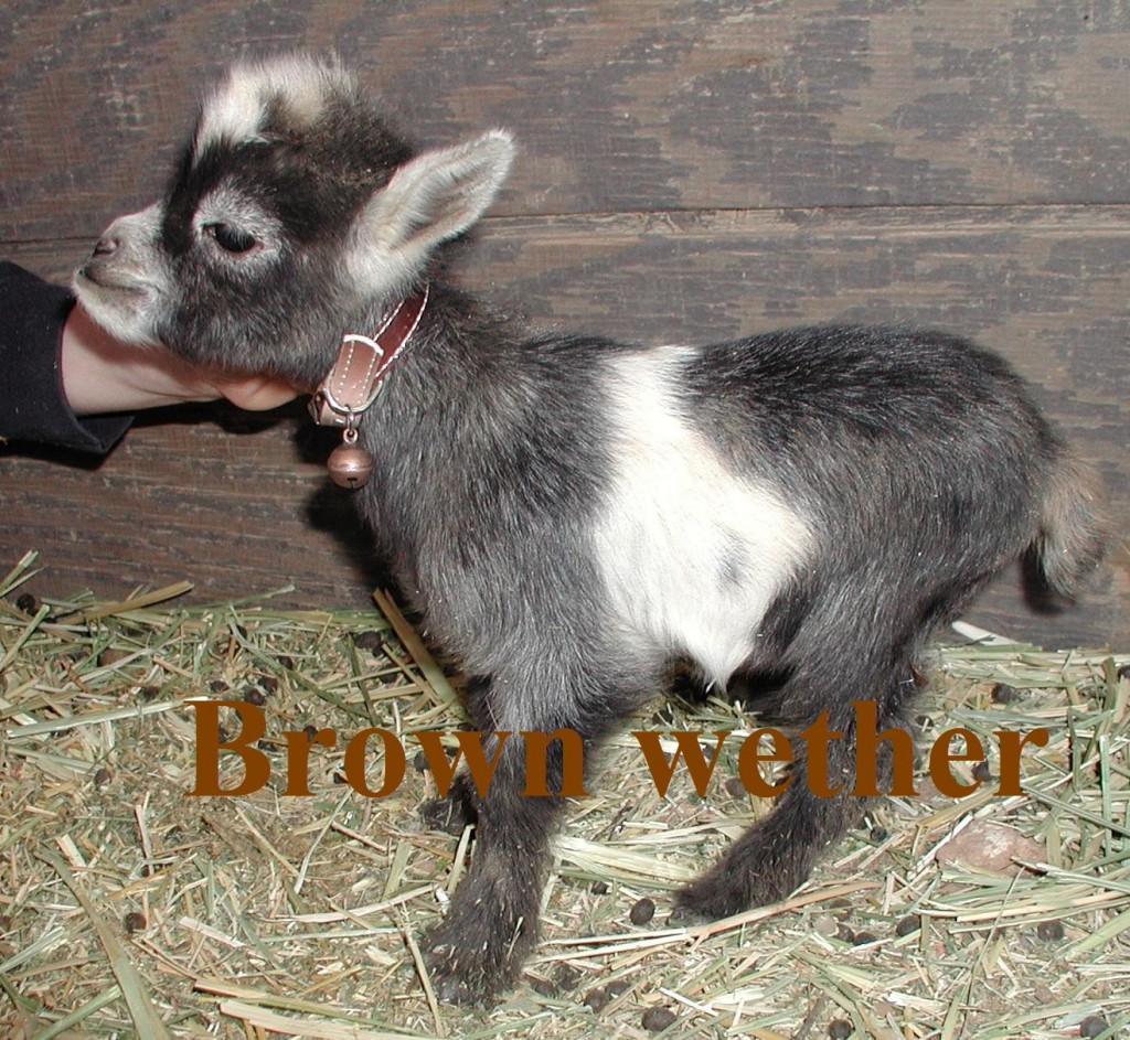 Nala's kid 3rd born