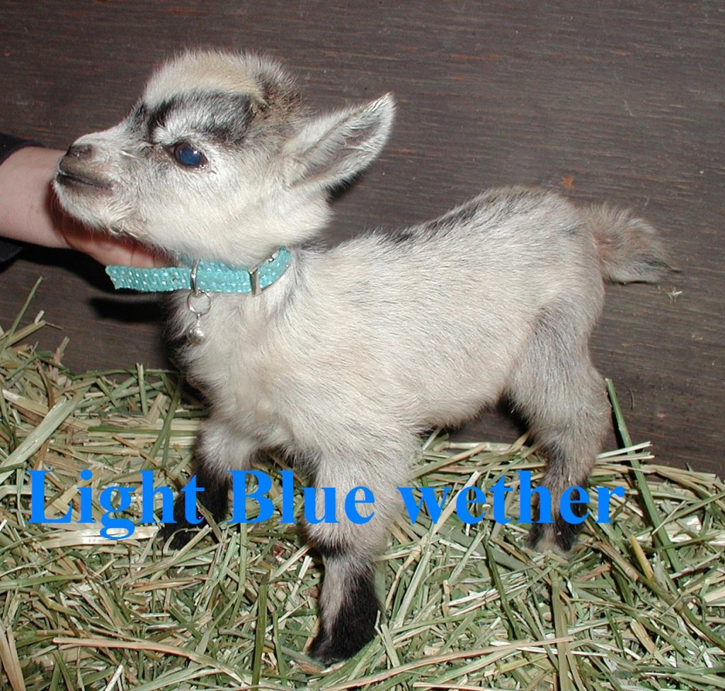 Oreo's kid 1st born