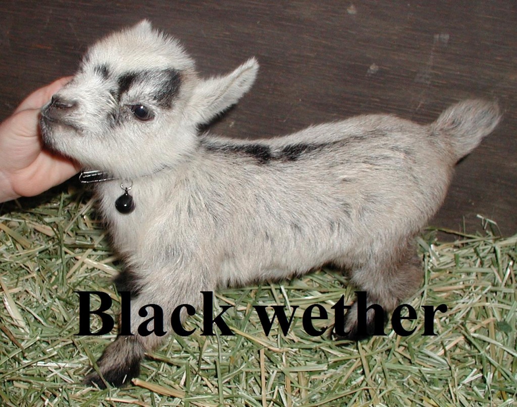 Oreo's kid 2nd born