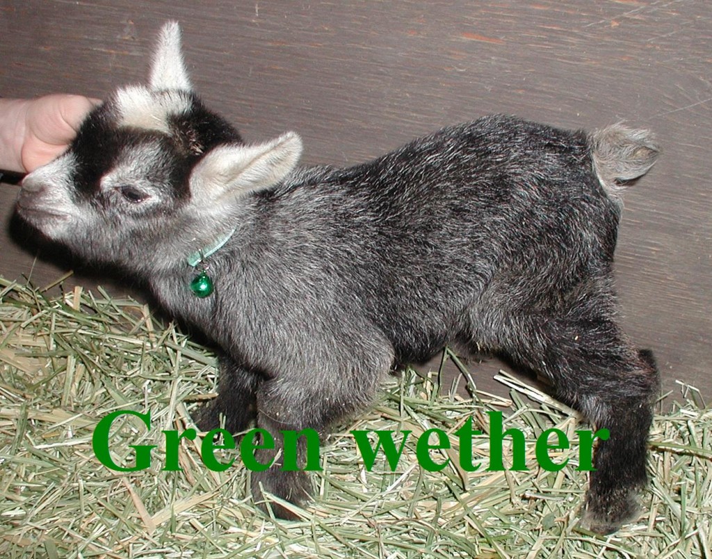 Oreo's 3rd born