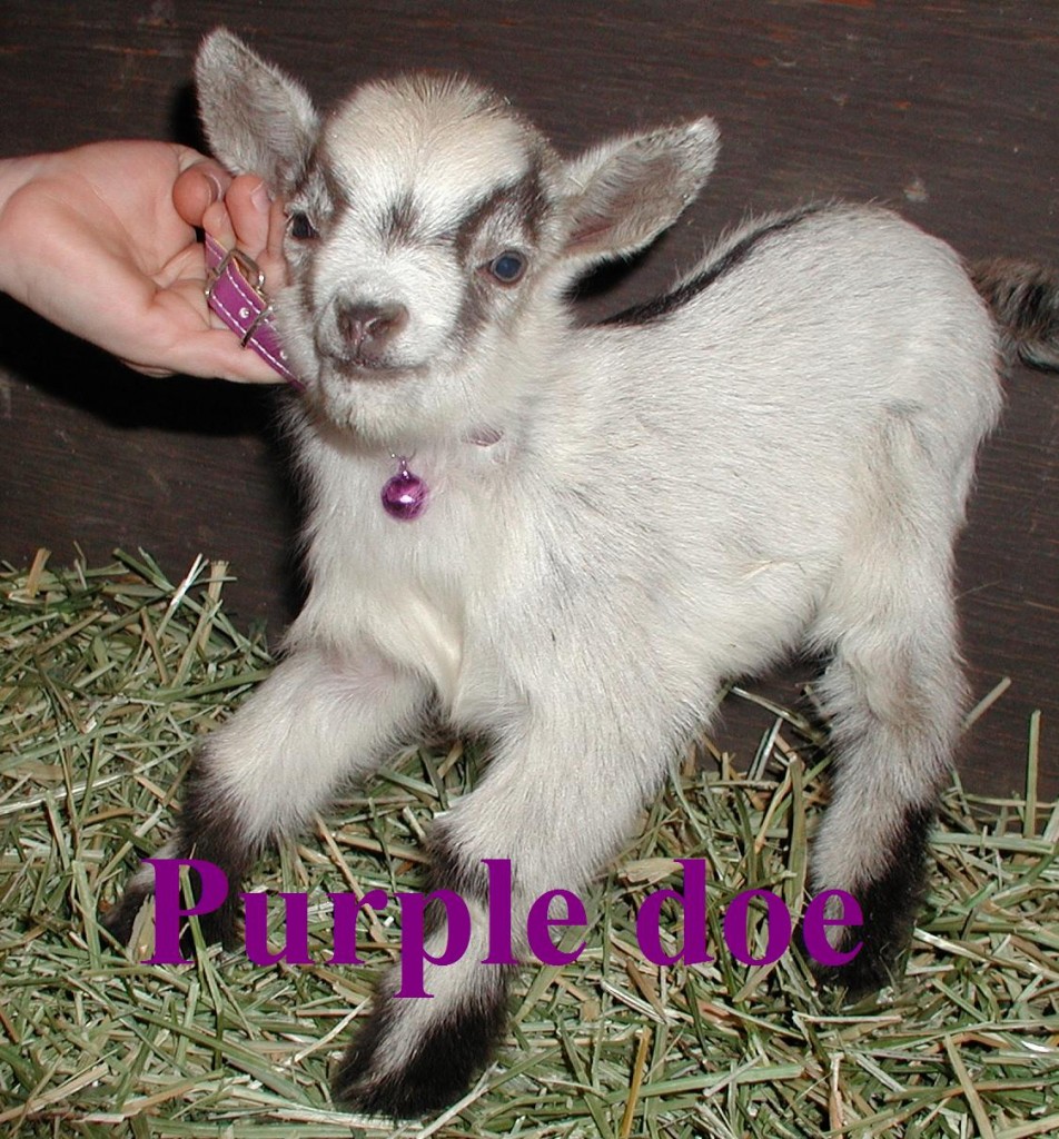 Oreo's 3rd born