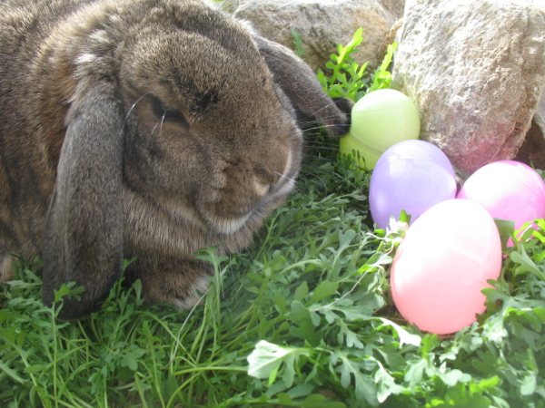 Pet's Name: Bunny Pet's Name: Bunny