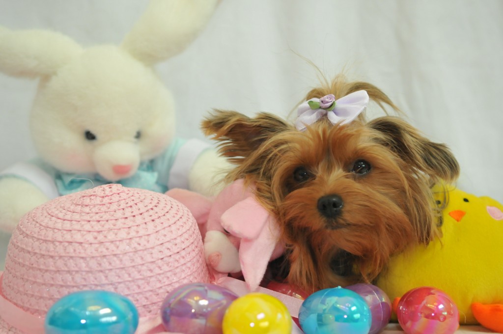 Pet's Name: Tansy Button Pet's Name: Button