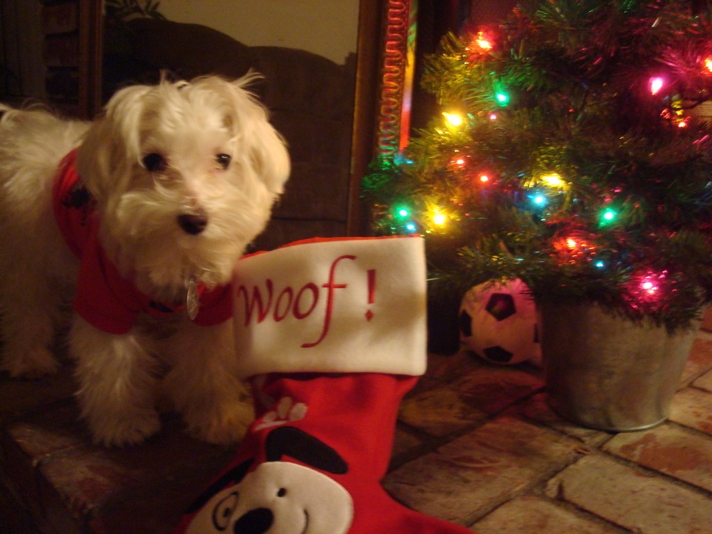 Pets Name: Howie