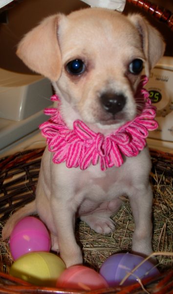 Pet's Name: Sugar Pet's Name: Sugar