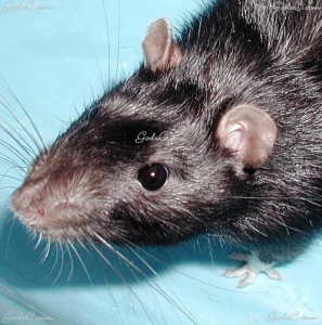 Photo of a Rat