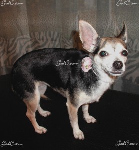 Name: Sabel Breed: Chihuahua