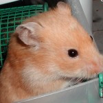 Cream Syrian Hamster