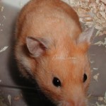 Hamster with Empty Cheeks