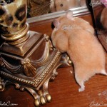 Hamster with stuffed cheecks