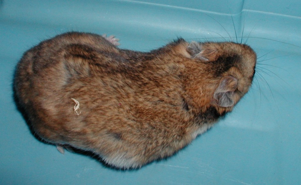 Brindle Syrian Hamster