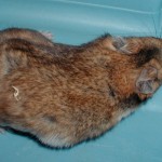 Brindle Syrian Hamster