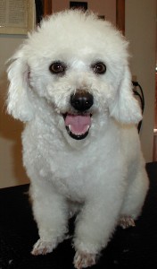 Name: Shuggie Breed: Poodle Name: Shuggie Breed: Poodle