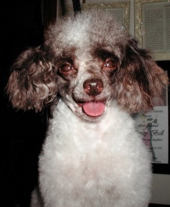 Name: Snoopy Breed: Pooble Name: Snoopy Breed: Pooble