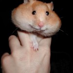 Stuffed-Cheeks Note the Hamster is NOT being squeezed