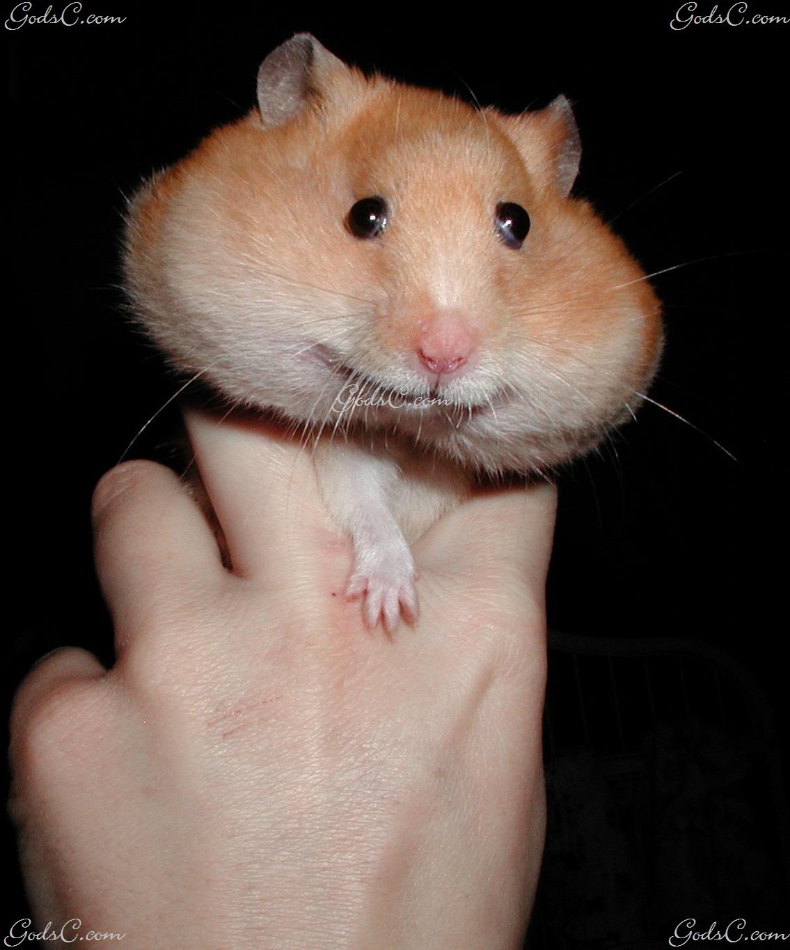 miniature teddy bear hamster