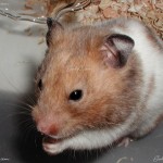 Syrian Hamster