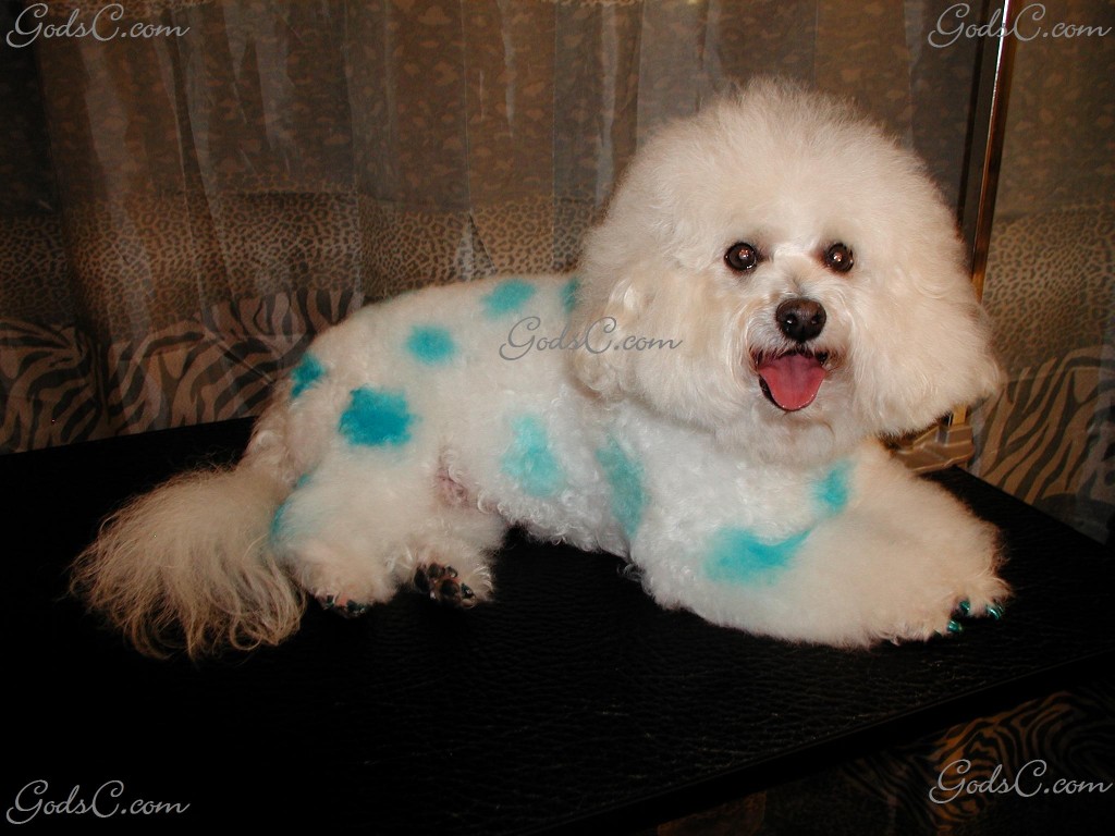 Cody is a Bichon Frise mix. He is dyed with a special safe animal dye.