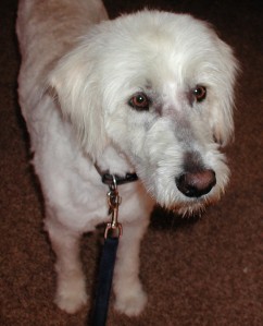 Name: Tucker Breed: Labadoodle Name: Tucker Breed: Labadoodle