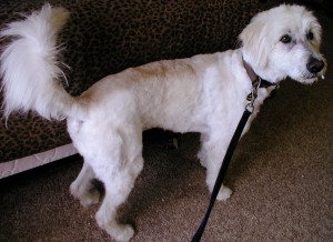 After grooming right side view