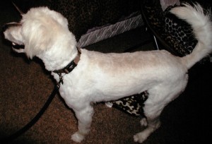 After grooming left side view