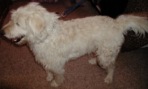 Before grooming left side view