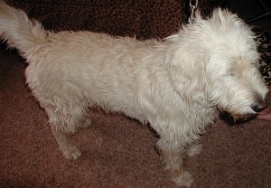 Before grooming right side view