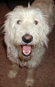 Before grooming front view