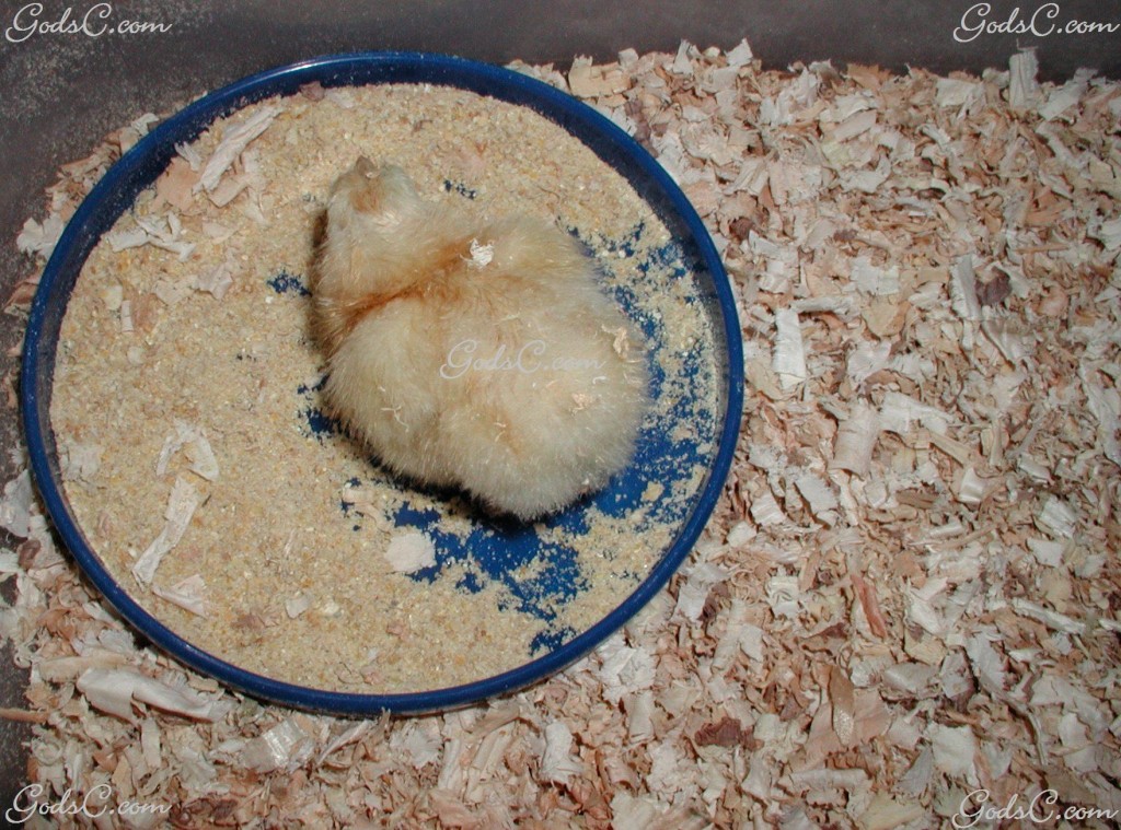 baby chicken or chick