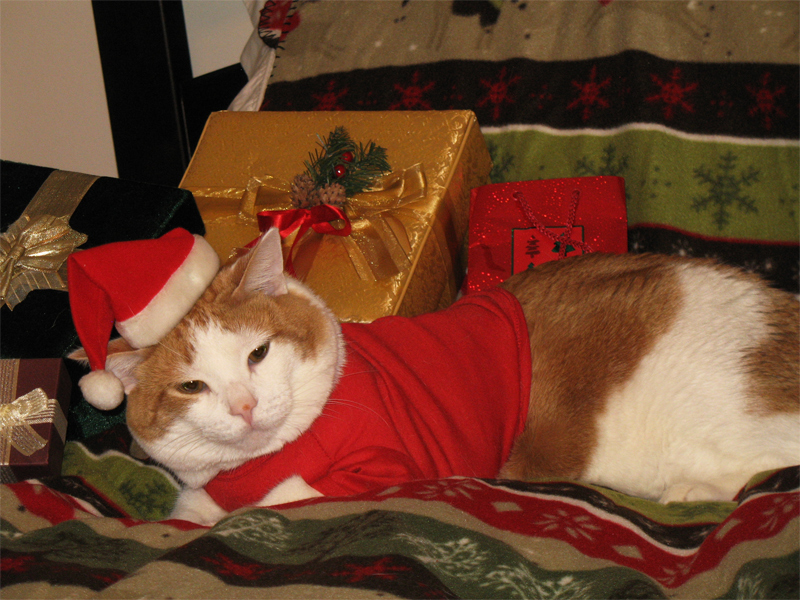 Pets name: Flanigan (the cat) Pets name: Flanigan (the cat)