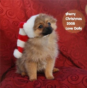 Dolly