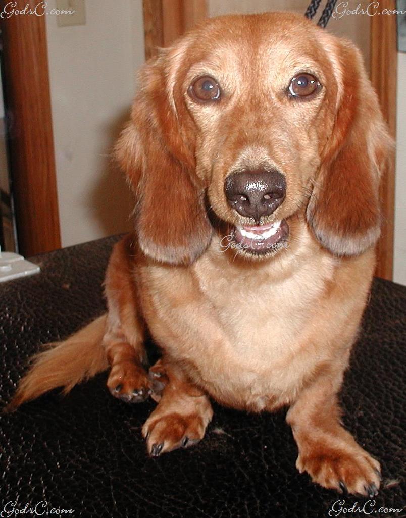 Breed: Dachshund