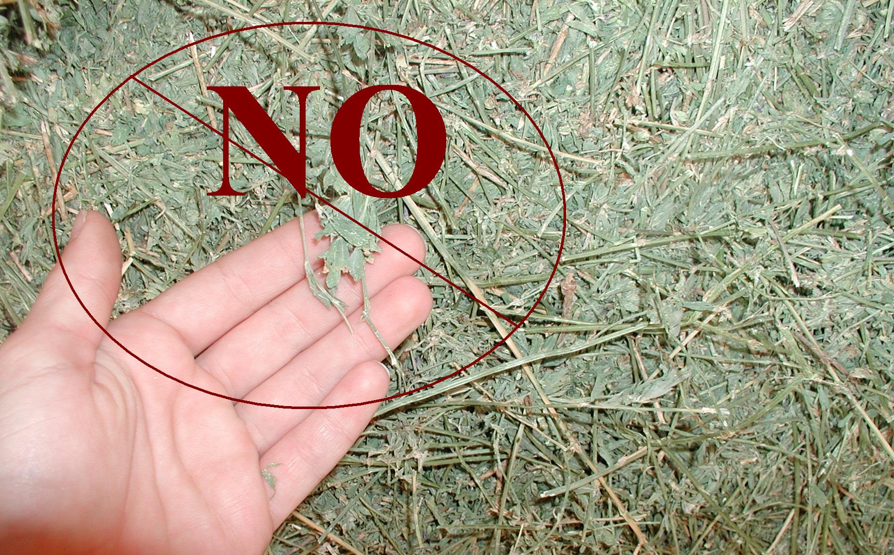 What animal species eat alfalfa hay?