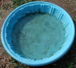 Dirty Water