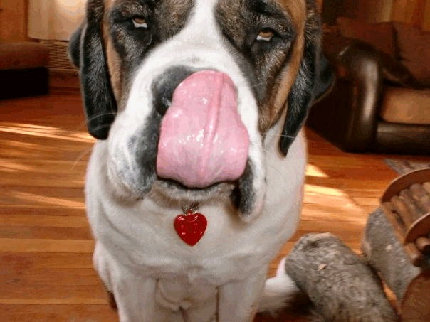 Pets name: Daisy Pets name: Daisy