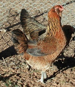 One of our Ameraucana hens Ameraucana